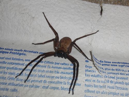 Femelle adulte H.tetrica