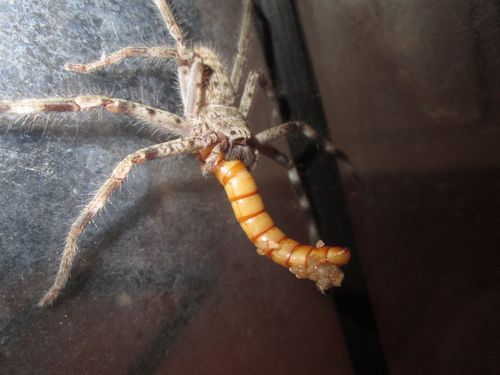 H.insignis avec un gros ver de farine