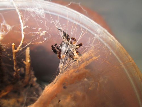 Mâle E.kollari remplissant ses embolus
