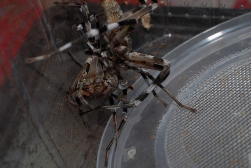 Accouplement Viridasius