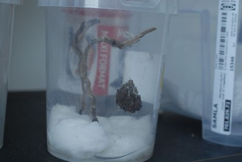 Cocon de Viridasius