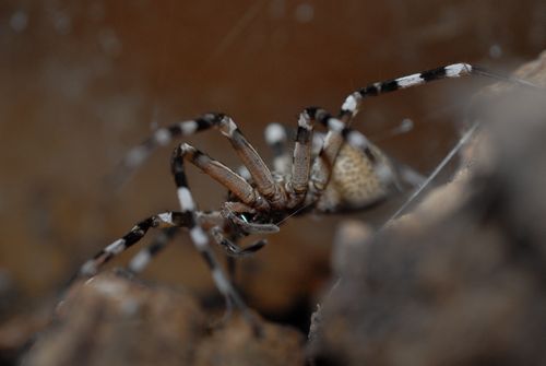 Femelle subadulte Viridasius