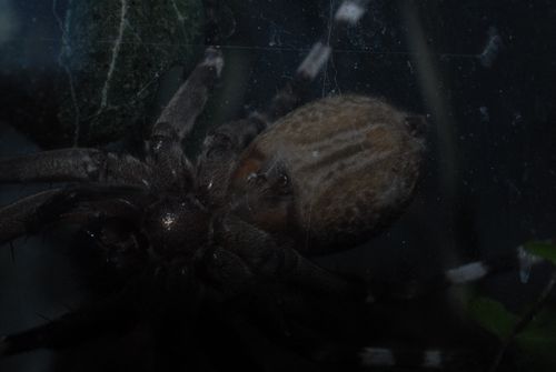 Epigyne d'une femelle Viridasius