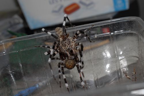 Accouplement Viridasius